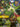 Ivern - Friend to All (177/219) - Unleashed