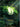 Calm Rune (Alternate Art) (R02a) - Unleashed
