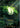 Calm Rune (Alternate Art) (R02a) - Unleashed