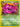 Dark Muk (41/82) - Team Rocket