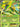 Virizion EX (9/101) - Plasma Blast